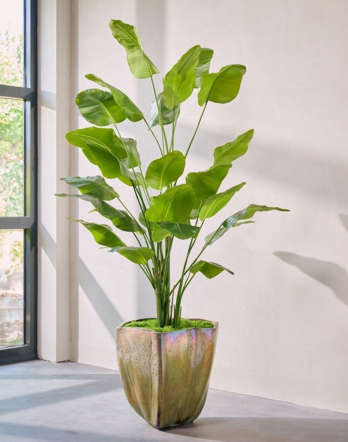Kunstplant Strelitzia Groen | 300 cm - NU PUUR & GROEN