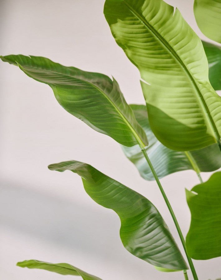 Kunstplant Strelitzia Groen | 300 cm - NU PUUR & GROEN