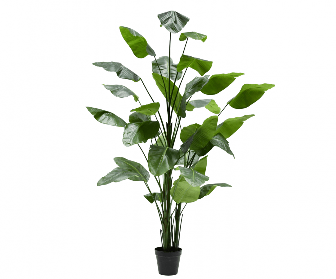 Kunstplant Strelitzia Groen | 300 cm - NU PUUR & GROEN