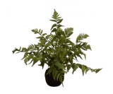 Kunstplant Varen met Mos op Kluit | 65 cm