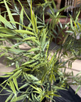 UV bestendige kunstplant voor buiten | Bamboe 175 cm - NU PUUR & GROEN